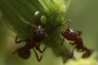 ant pest control in tucson
