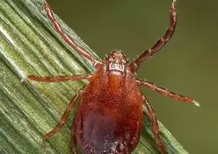Bed Bug Prevention in tucson
