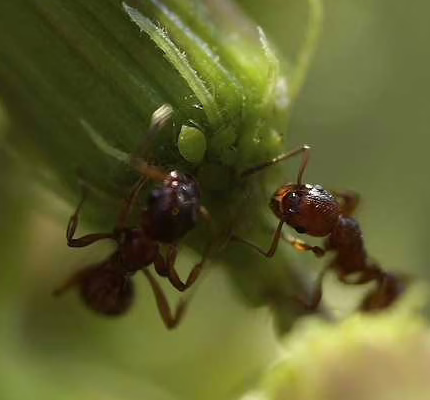 chnadler pest control