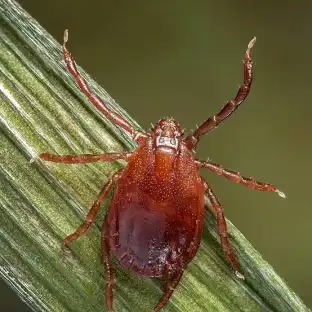 Bed Bug Prevention in Flagstaff