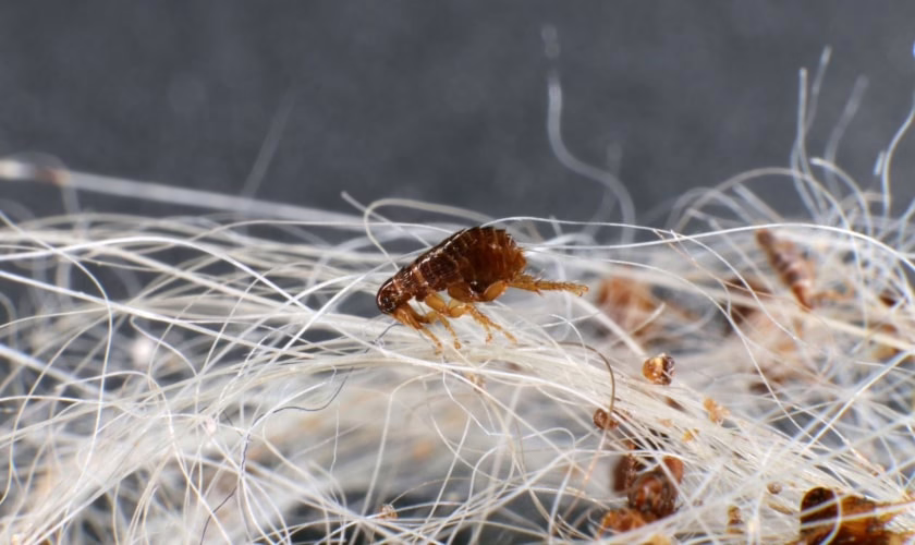 Flea Pest Control