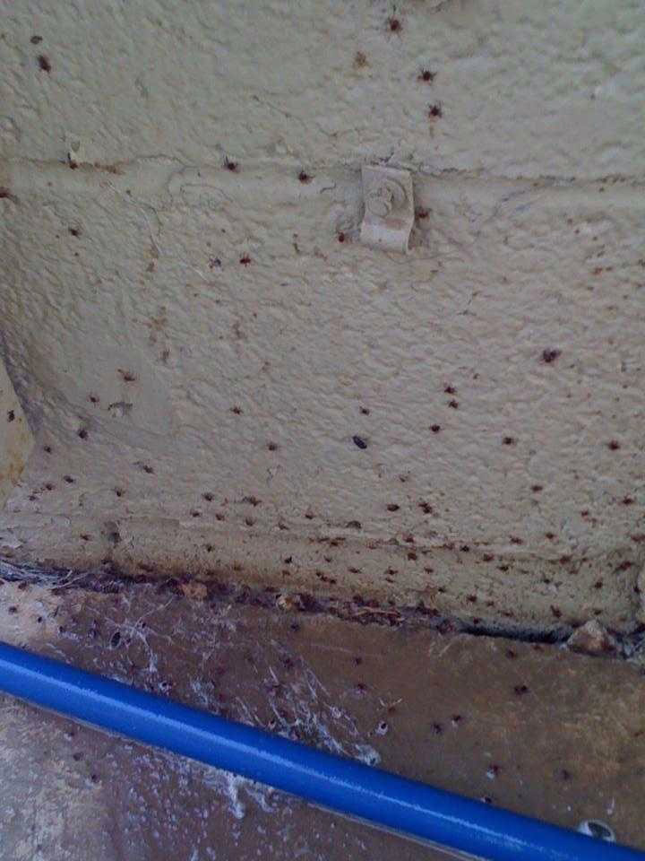 Tick Pest Control