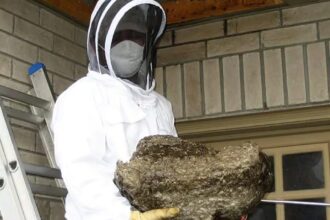 Wasp Pest Control