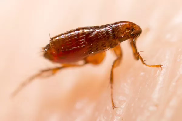 Flea Pest Control