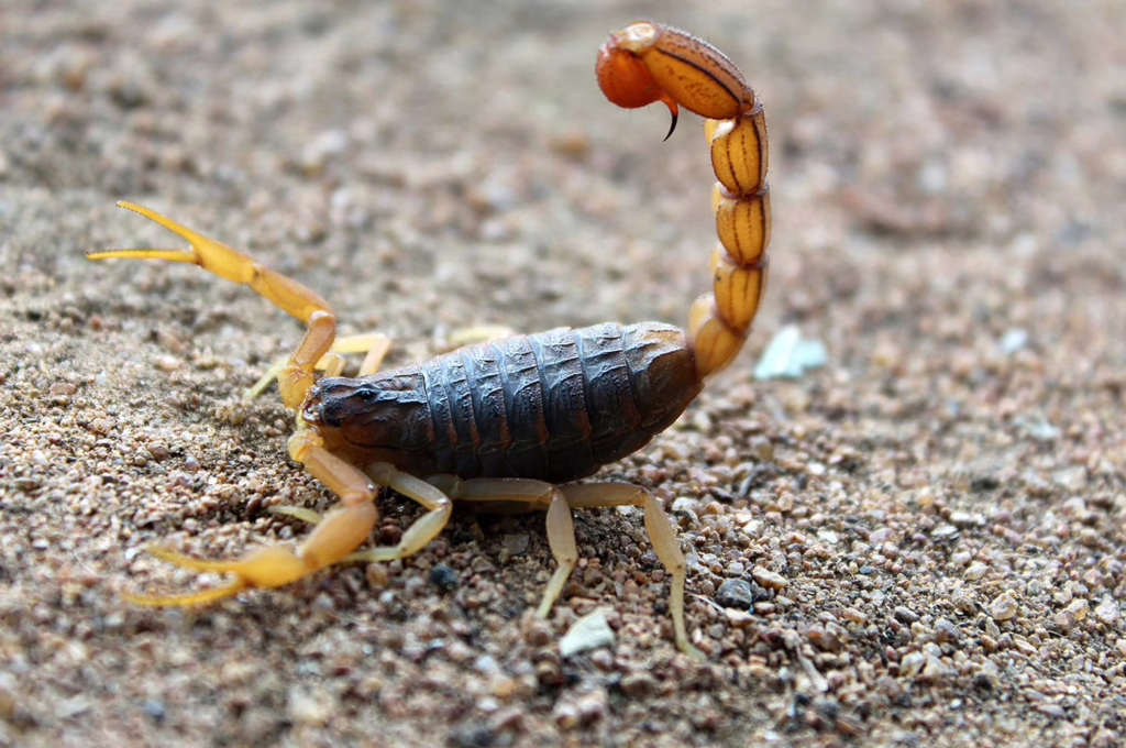 scorpion pest control