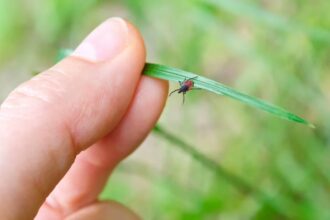 Flagstaff Pest Control