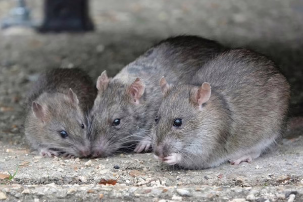 rats Infestations in Flagstaff